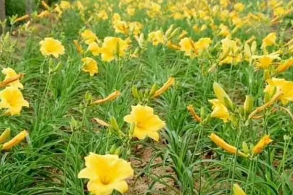 大花萱草怎么种植，开沟挖穴后再栽植覆土