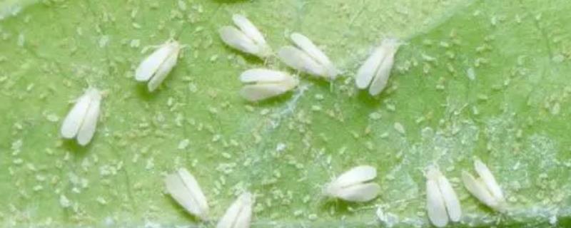 吡虫啉的具体防治对象有哪些，它能防治刺吸式口器害虫与双翅目以及鳞翅目害虫