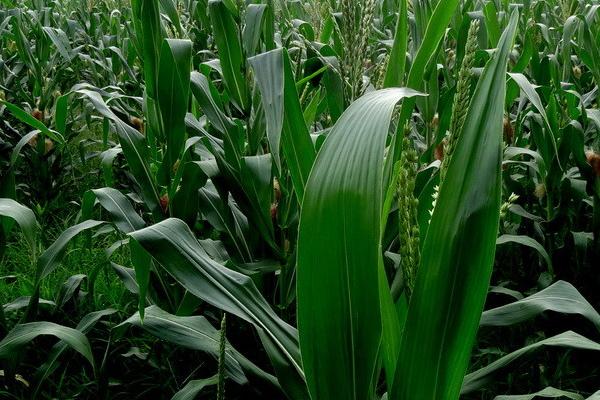 玉米地持续干旱如何处理，可对根部进行人工喷水、并辅助授粉