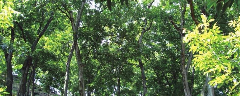 究竟应该怎么利用山核桃进行科学的人工造林，经过垦地后即可定植两年生以上的优质实生苗