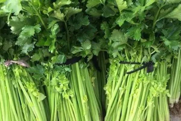 芹菜空心原因以及如何预防，可能是缺少肥料、受到冻害、采收过迟等因素所导致