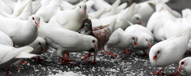 给幼鸽喂食什么类型的食物最好，常见的豌豆以及谷类还有蔬菜都能够用来饲喂