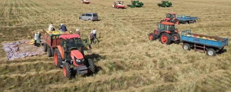 究竟应当如何收获牧草种子，先将牧草全部割倒并晾晒一段时间后再进行捡拾脱粒