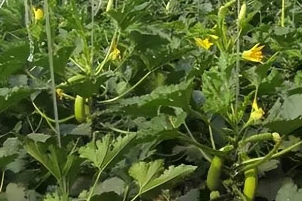 春天种植西葫芦要注意什么，需少施氮肥、做好授粉工作