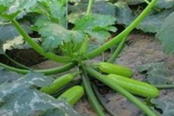 春天种植西葫芦要注意什么，需少施氮肥、做好授粉工作