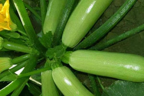 春天种植西葫芦要注意什么，需少施氮肥、做好授粉工作