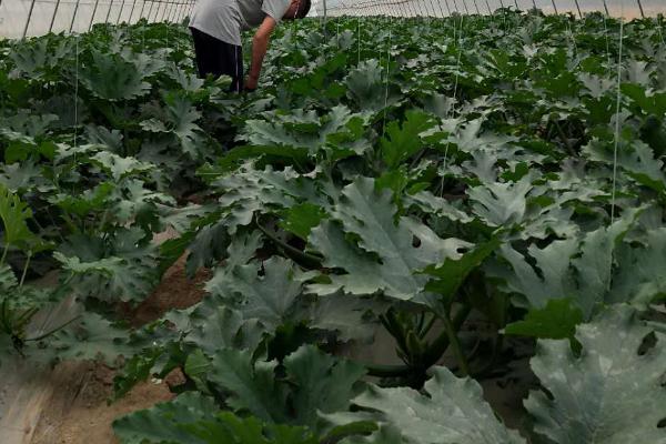 春天种植西葫芦要注意什么，需少施氮肥、做好授粉工作