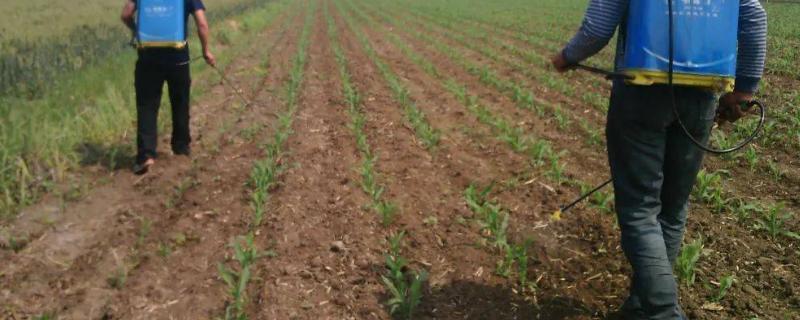 敌百虫的作用有哪些，它主要用于防治咀嚼式口器害虫