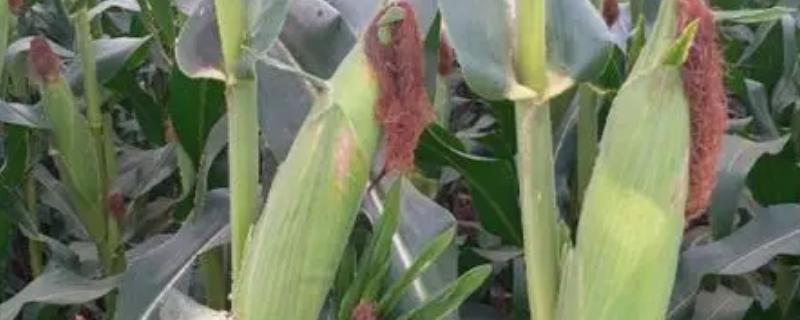 宏途757玉米种详细简介，从出苗至成熟共需要127天