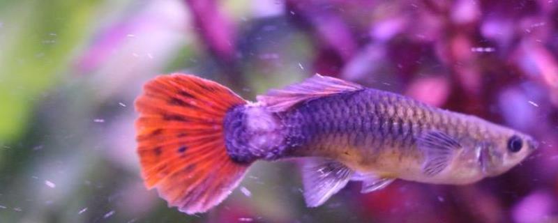 孔雀鱼身上长白毛会传染吗，是否会传染要看长白毛的具体原因