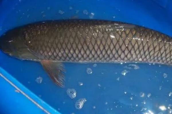 鱼会撑死吗，投喂饲料太多容易引发肠炎导致死亡