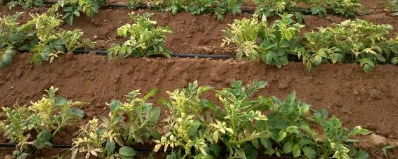 究竟是什么原因导致农药会对作物产生药害，误用农药、植物处于敏感期、药剂类型选择不当均会引发药害问题