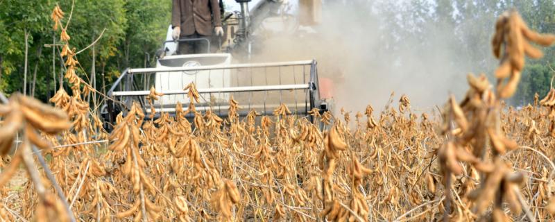 在使用豆类收割机时具体要注意哪些事项，将其与拖拉机配套使用可以显著提高作业效率