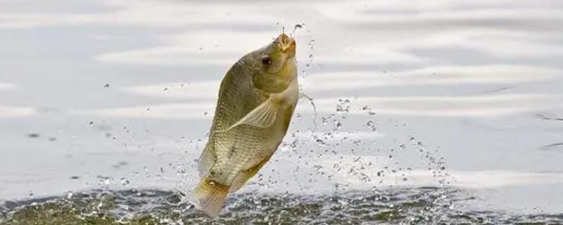 在江边钓鱼应该用哪种饵料，蚯蚓或者面包虫和猪肝等动物性饵料是很适宜的选择