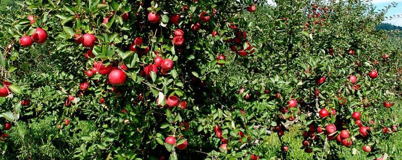 花卉果树禁止使用的农药有哪些，不同的花卉果树所忌用的农药品种并不相同