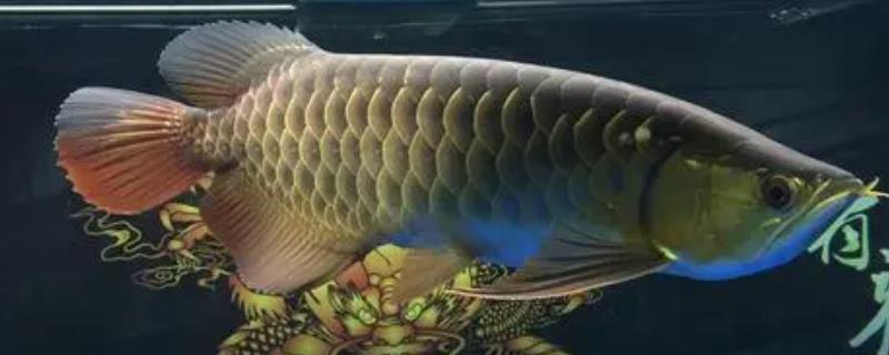 龙鱼究竟好不好养，它对水温的要求其实并不算高且属于比较好养的鱼类