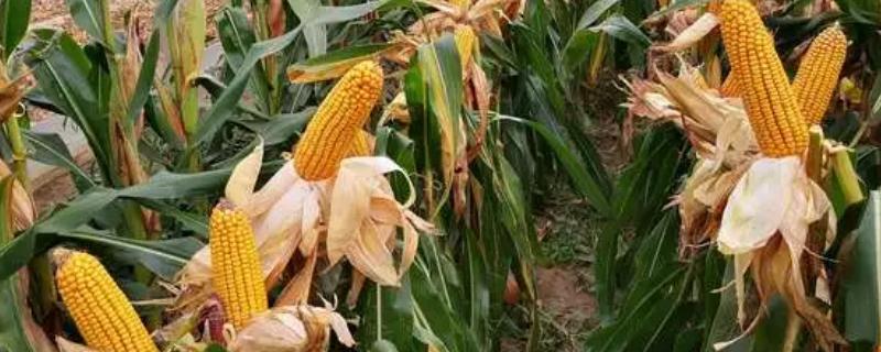 关于富尔116玉米品种的详细介绍，该品种从出苗开始到成熟大约需要115天时间