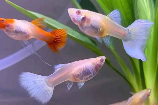 适合新手饲养的观赏蟹,包括相手蟹、恶魔蟹、辣椒蟹等品种