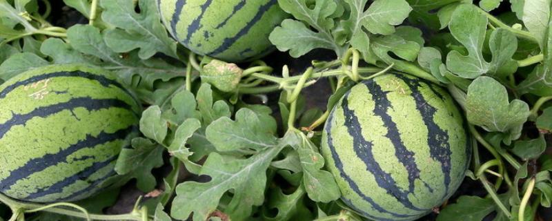 如何利用沼肥科学种植西瓜，可以将沼肥均匀铺在瓜垄表面、再进行深翻入土中