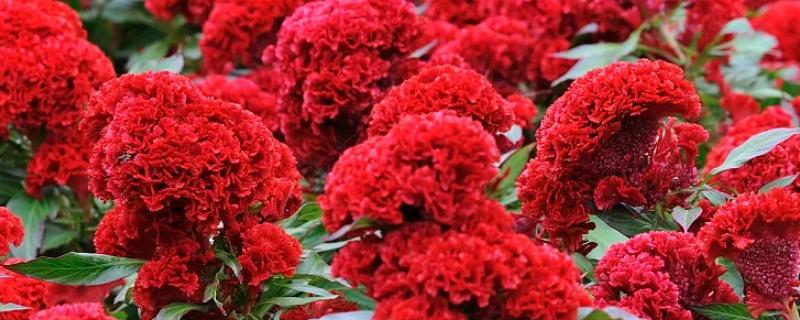 如何在家中栽培鸡冠花的几个关键要点，当它出现花蕾以后每隔7-10天左右需要追施1次液肥