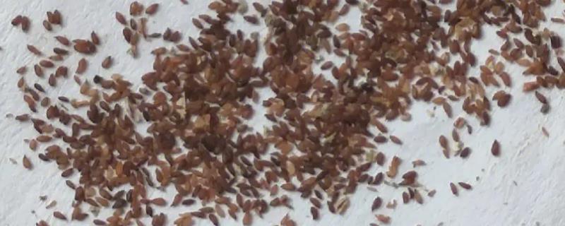 种植多肉种子是否需要提前进行泡发处理，无论泡发还是不泡发其实都不会影响正常的种植过程