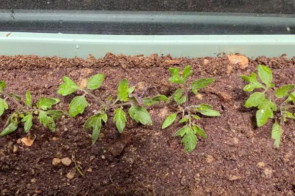 番茄大棚栽培技术，通常于2月下旬至3月中旬定植