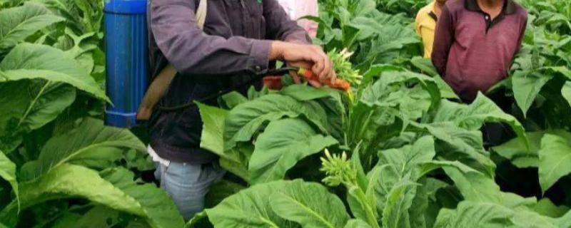 异菌脲具体能防治哪些对象，它可以有效防治烟草赤星病以及人参黑斑病和油菜菌核病等多种病害