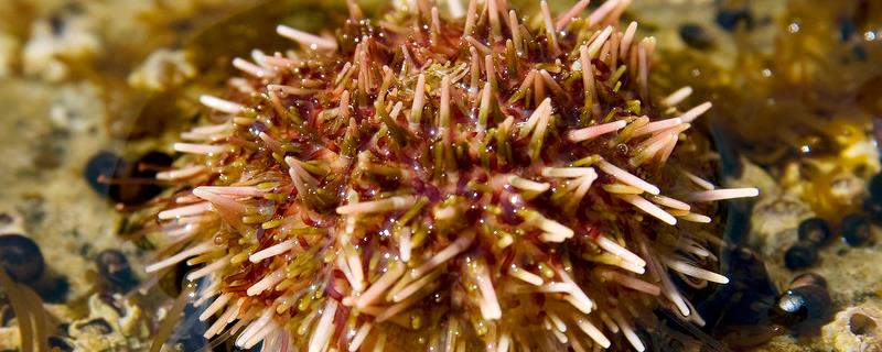 海胆到底是什么东西，它是一种长得非常像植物的海洋生物吗