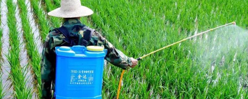 恶霉灵该如何灌根，稀释后能否直接浇灌到作物根部