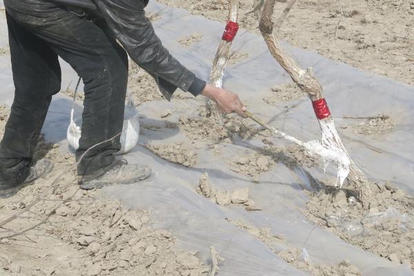 以肥治虫的方法，根外喷施尿素溶液可防治红蜘蛛等害虫