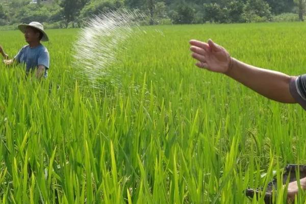 以肥治虫的方法，根外喷施尿素溶液可防治红蜘蛛等害虫