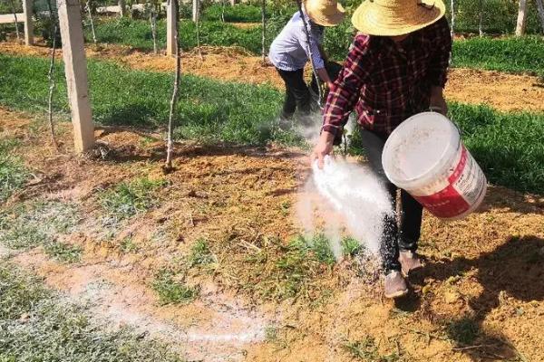 以肥治虫的方法，根外喷施尿素溶液可防治红蜘蛛等害虫