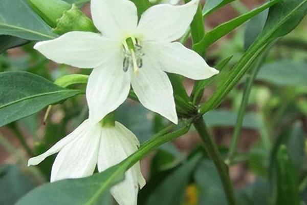 辣椒为什么会掉花苞，可能是浇水过多、土壤板结等原因所导致
