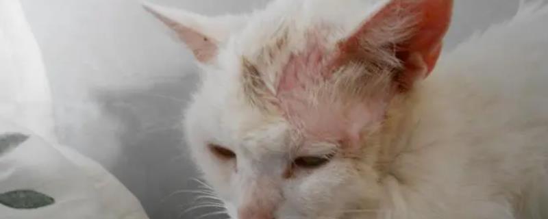 猫藓应该如何进行有效治疗，病情严重的话是否需要先剃毛然后再涂抹药膏