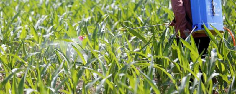 如何正确使用吡唑醚菌酯这种药剂，通常可以采取兑水后进行喷雾的方式