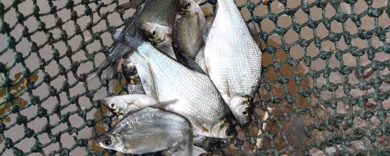 鳊鱼究竟可以生长到什么程度，其成年之后的体长能够达到四十厘米左右