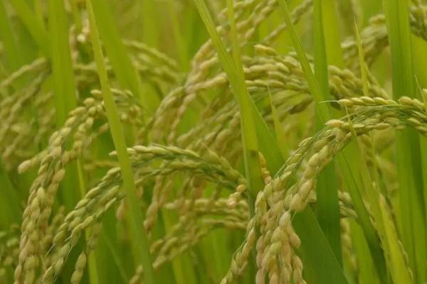 中科盐11号水稻品种简介，每亩有效穗数19.1万穗