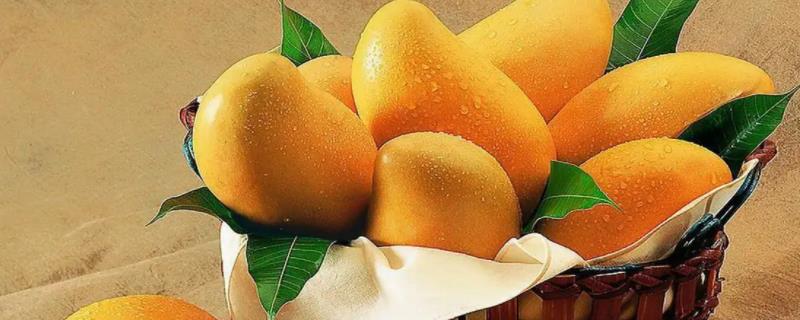 究竟应该如何盆栽芒果，开花期与果实生长期务必要提供充足的水分