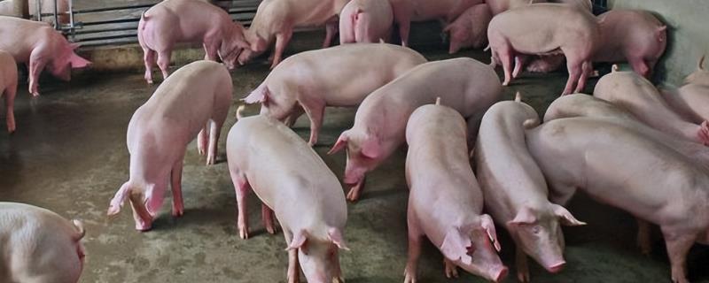 猪为什么会出现不进食呕吐黄水并趴在地上，可能是患有急性胃炎或胃溃疡等肠胃疾病所造成的