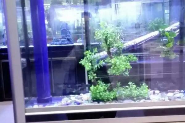 底滤鱼缸的水位如何调节，在溢流区放氧可降低水位