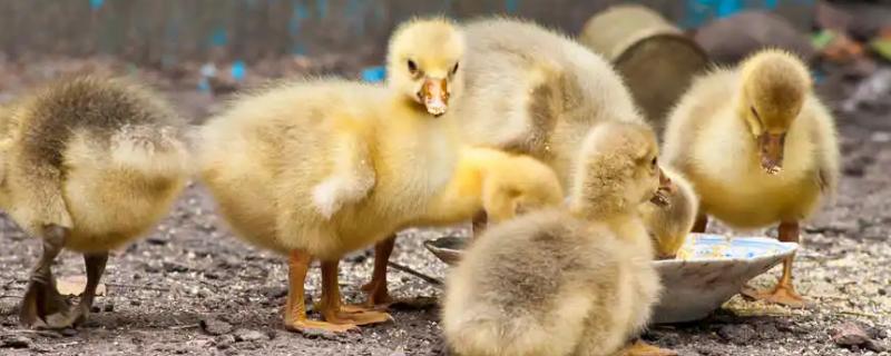 具体应该怎么养鹅，需提前做好开食和温湿度控制等各项工作
