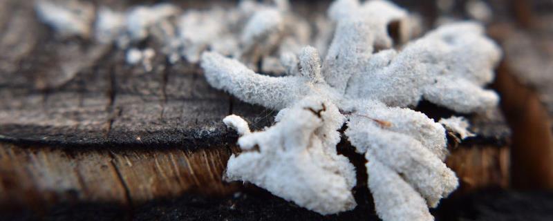 木霉菌是如何防治各种病害的，它能寄生在病菌上并使其细胞壁发生破裂