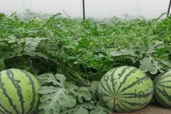 西瓜病毒病的防治措施，发病初期可喷施植病灵乳剂等药物