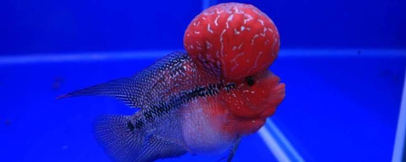 罗汉鱼应该如何饲养，一般需要使用1米左右尺寸的鱼缸