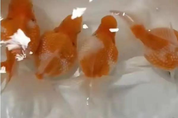 珍珠金鱼为何养不圆，可能是水温变化大、缺少食物等原因所导致