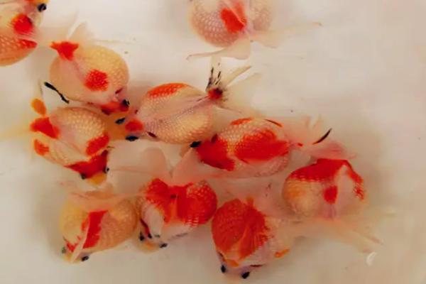 珍珠金鱼为何养不圆，可能是水温变化大、缺少食物等原因所导致
