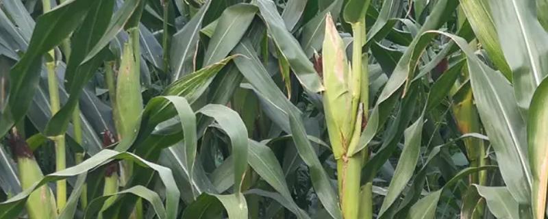 腾龙3446玉米种子详细品种介绍，于3月下旬至4月初期间进行播种