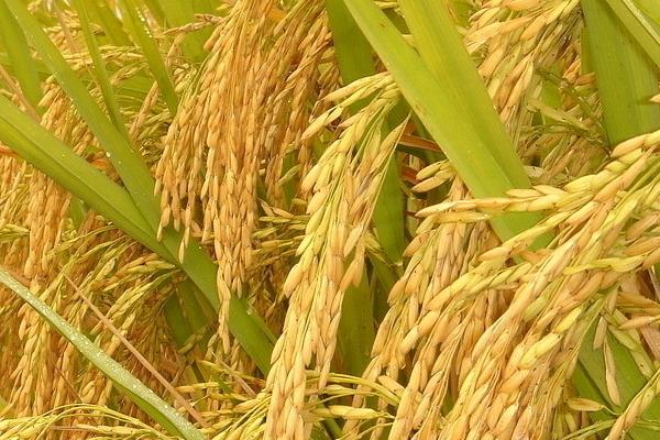 易S水稻品种的特性,秧田亩播种量10~15公斤