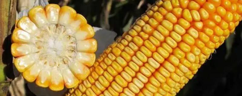 华美甜33号玉米种子有什么特点，它是否中抗纹枯病呢