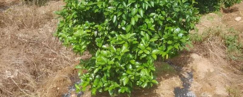 沙糖桔结果树有哪些施肥技巧，一般情况下每年需要施肥4到5次